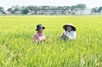 Biotechnology key to advancing sustainable agriculture: Experts
